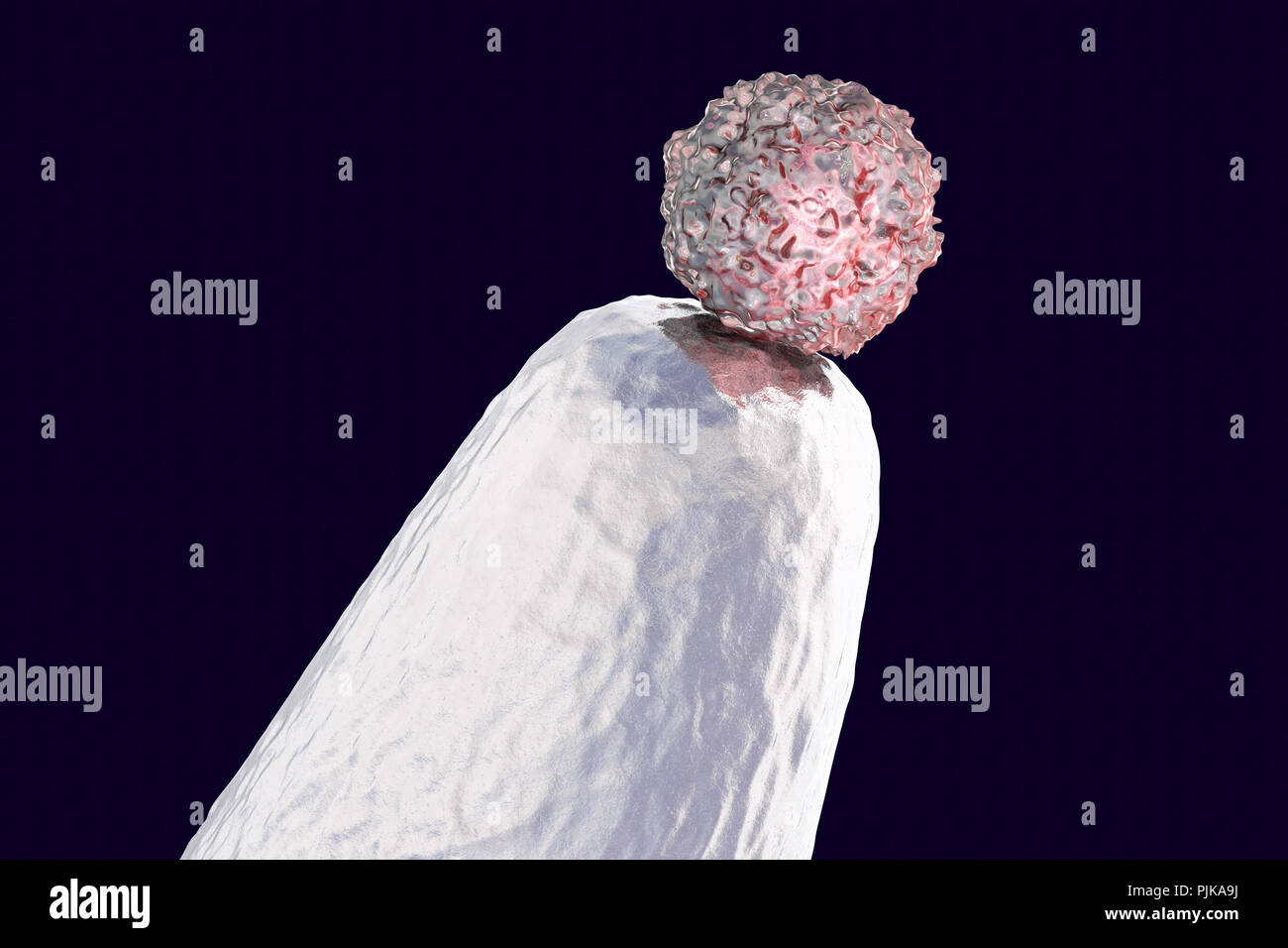 Human embryonic stem cell on a pin tip, conceptual computer illustration. Stock Photo