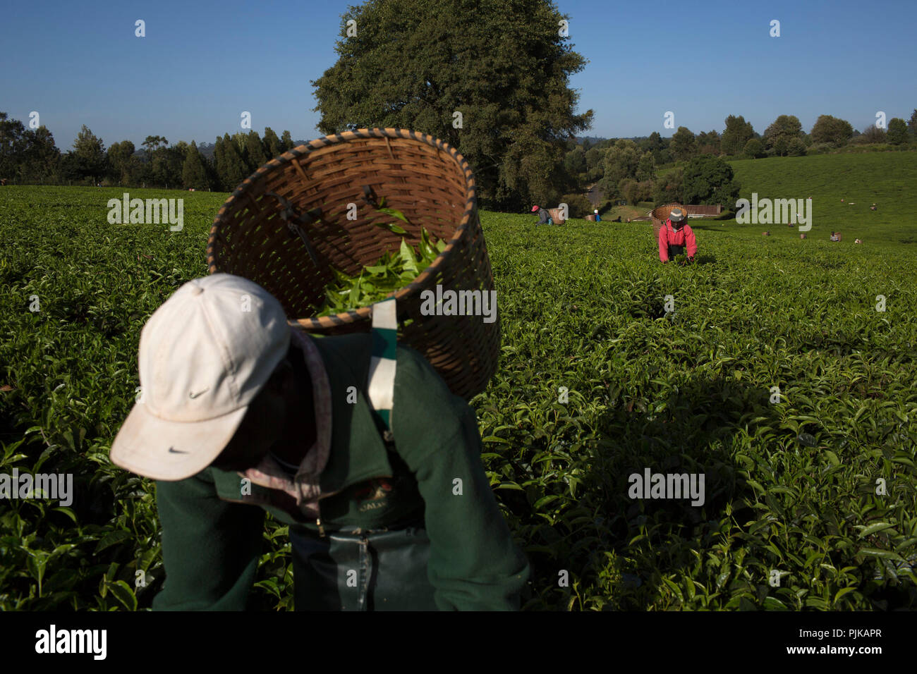 Maramba tea factory, Limuru, Kenya, February 2015. Stock Photo