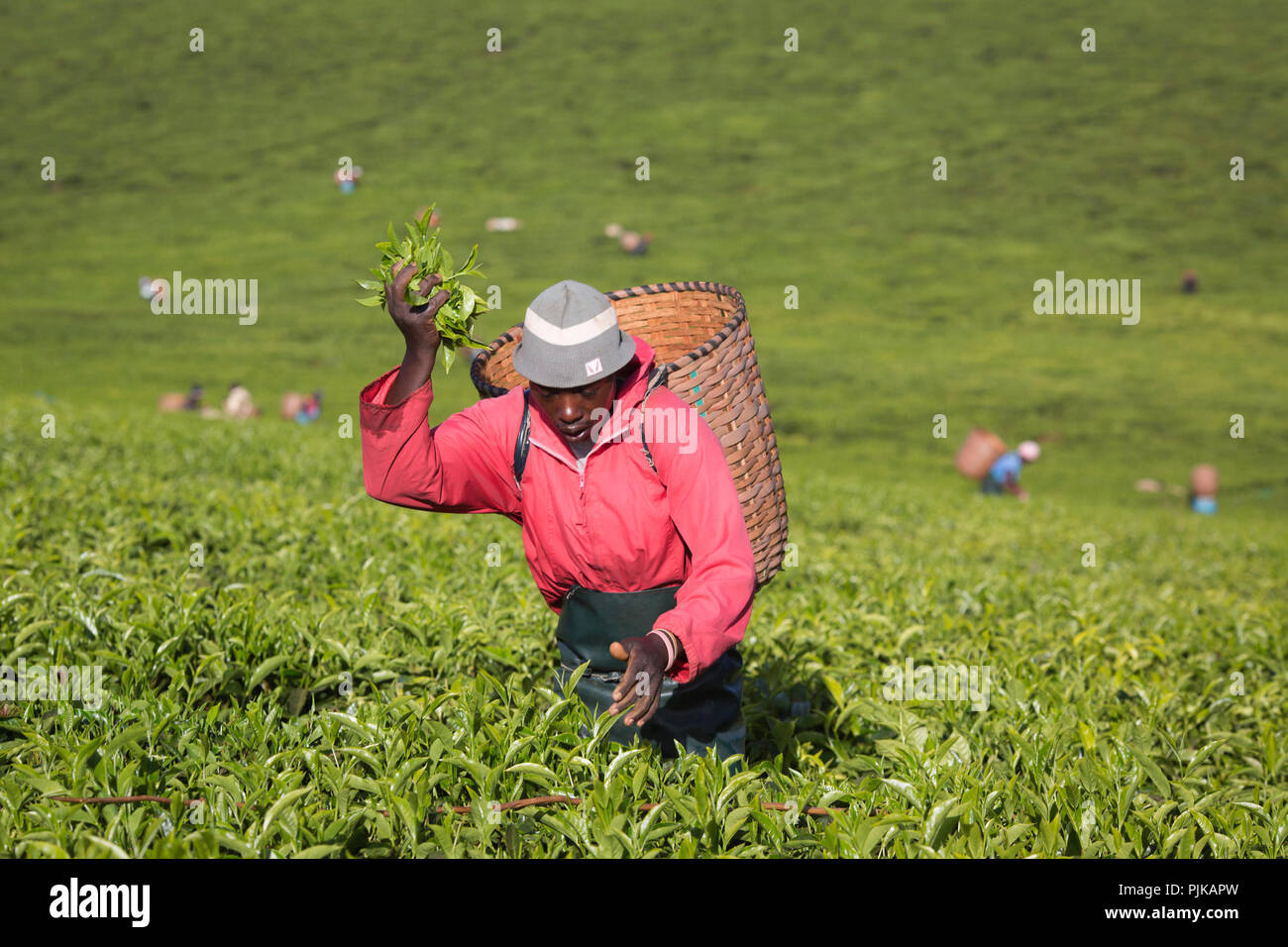 Maramba tea factory, Limuru, Kenya, February 2015. Stock Photo