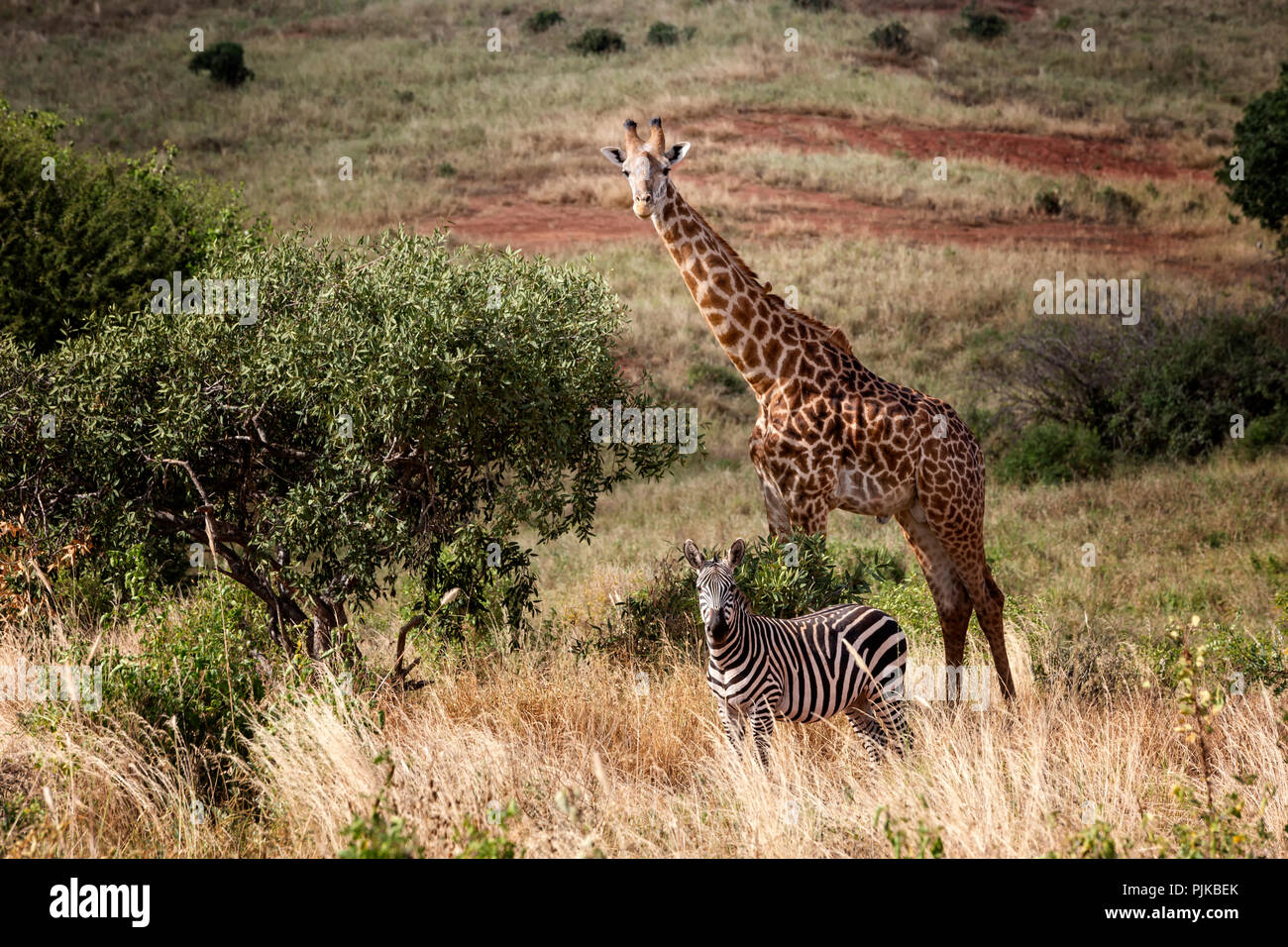 Giraffe and Zebra, Tsavo West NP Stock Photo