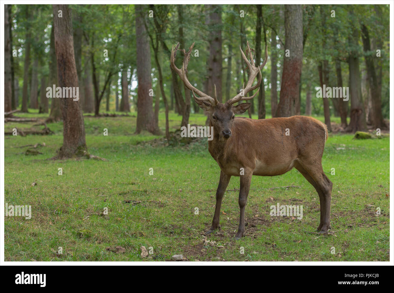 Red deer, Cervus elaphus Stock Photo