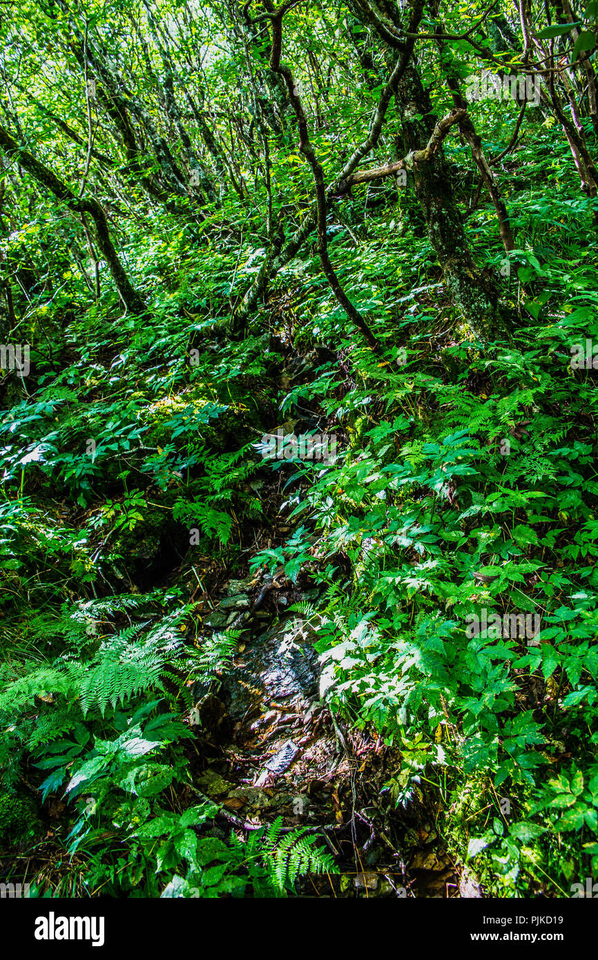 Lush green mountain ridge hi-res stock photography and images - Alamy