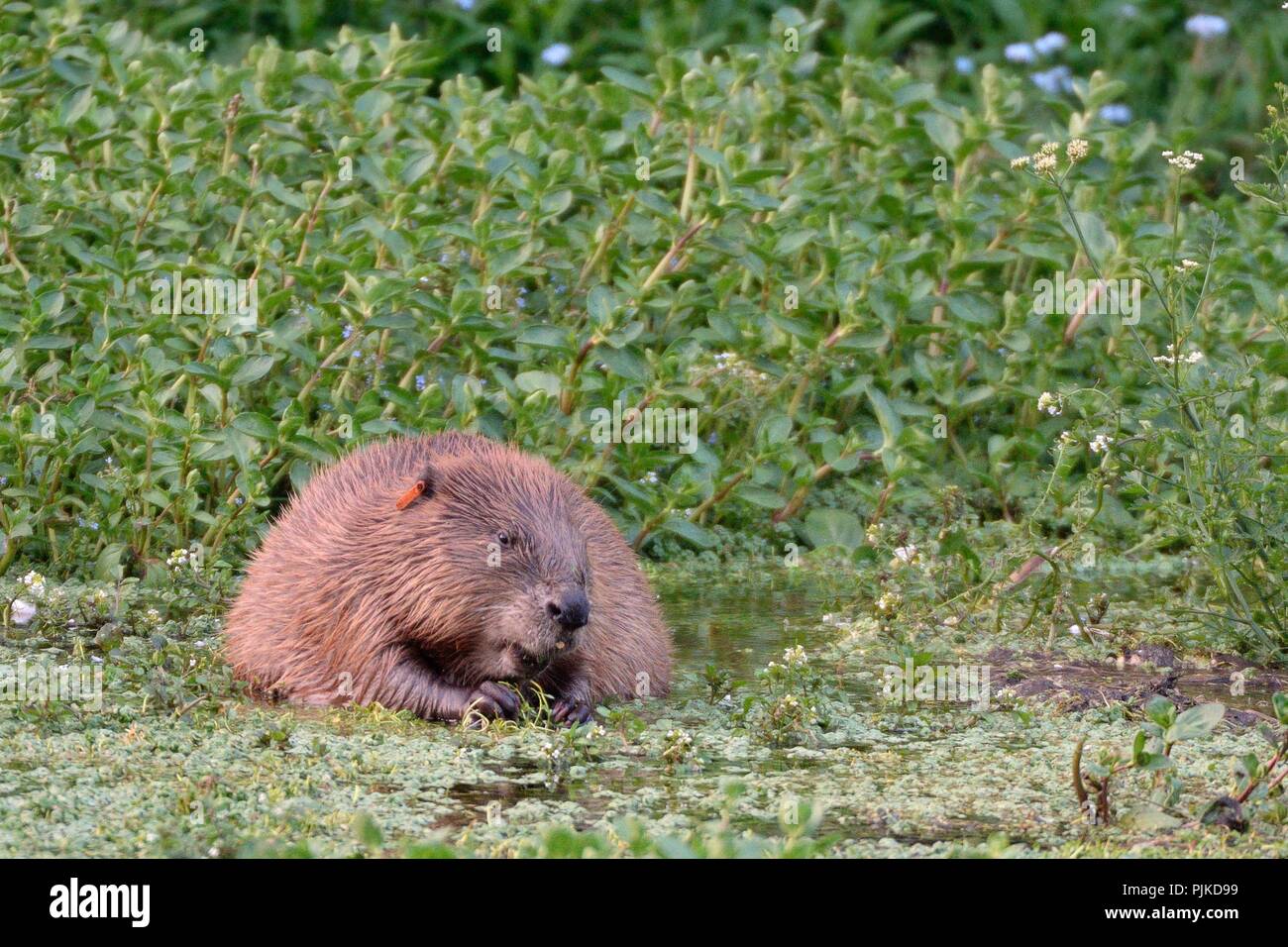 Eurasian beaver (Castor fiber) born wild in Devon and ear-tagged as a kit in 2016, grazing aquatic vegetation at dusk, River Otter, UK, June 2018 Stock Photo