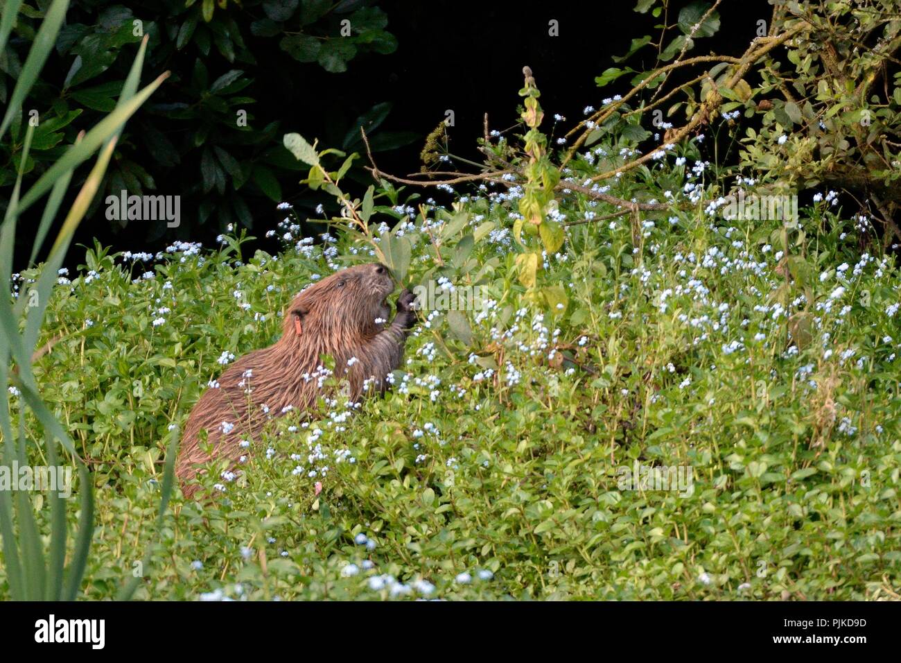 Eurasian beaver (Castor fiber) female born wild in Devon and ear-tagged as a kit in 2016 grazing a Willow sapling (Salix sp.) at dusk, River Otter, UK Stock Photo