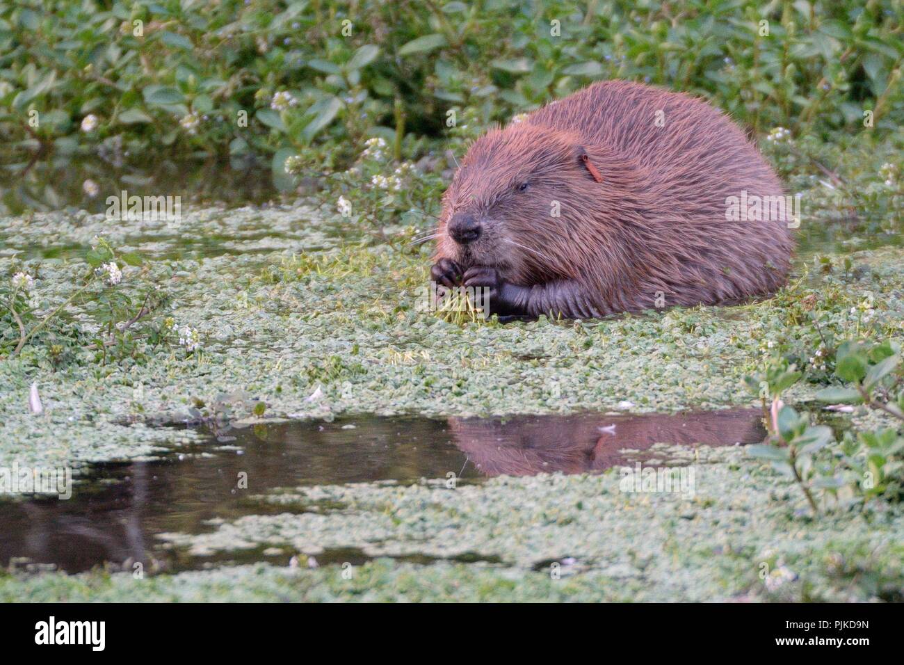 Eurasian beaver (Castor fiber) female born wild in Devon and ear-tagged as a kit in 2016, grazing aquatic vegetation at dusk, River Otter catchment, U Stock Photo