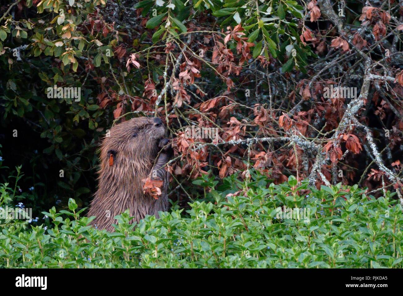 Eurasian beaver (Castor fiber) born wild in Devon and ear-tagged as a kit in 2016, stands to nibble bark from a felled Willow tree, River Otter, UK Stock Photo