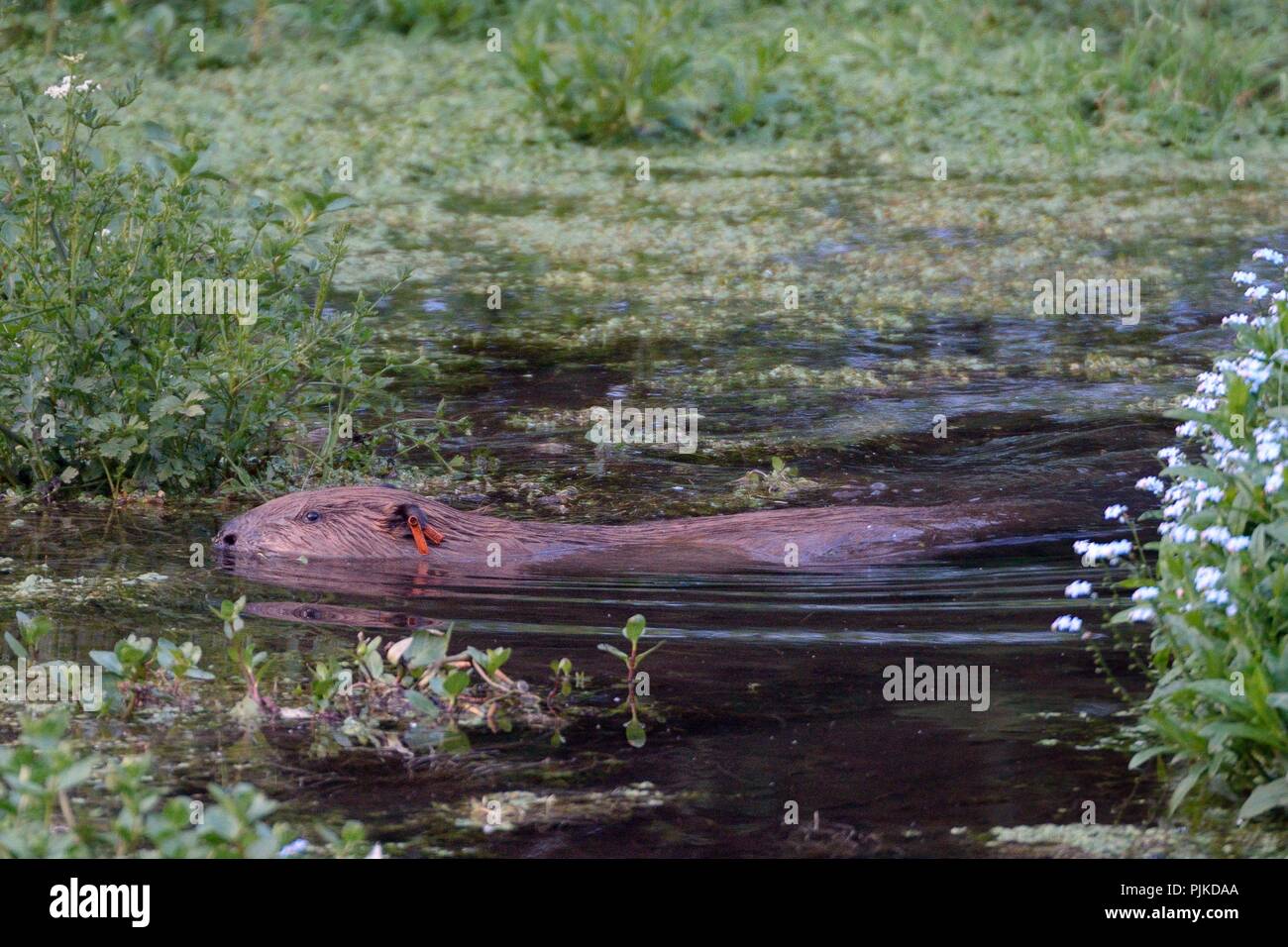 Eurasian beaver (Castor fiber) female born wild in Devon and ear-tagged as a kit in 2016, swimming, River Otter, UK Stock Photo