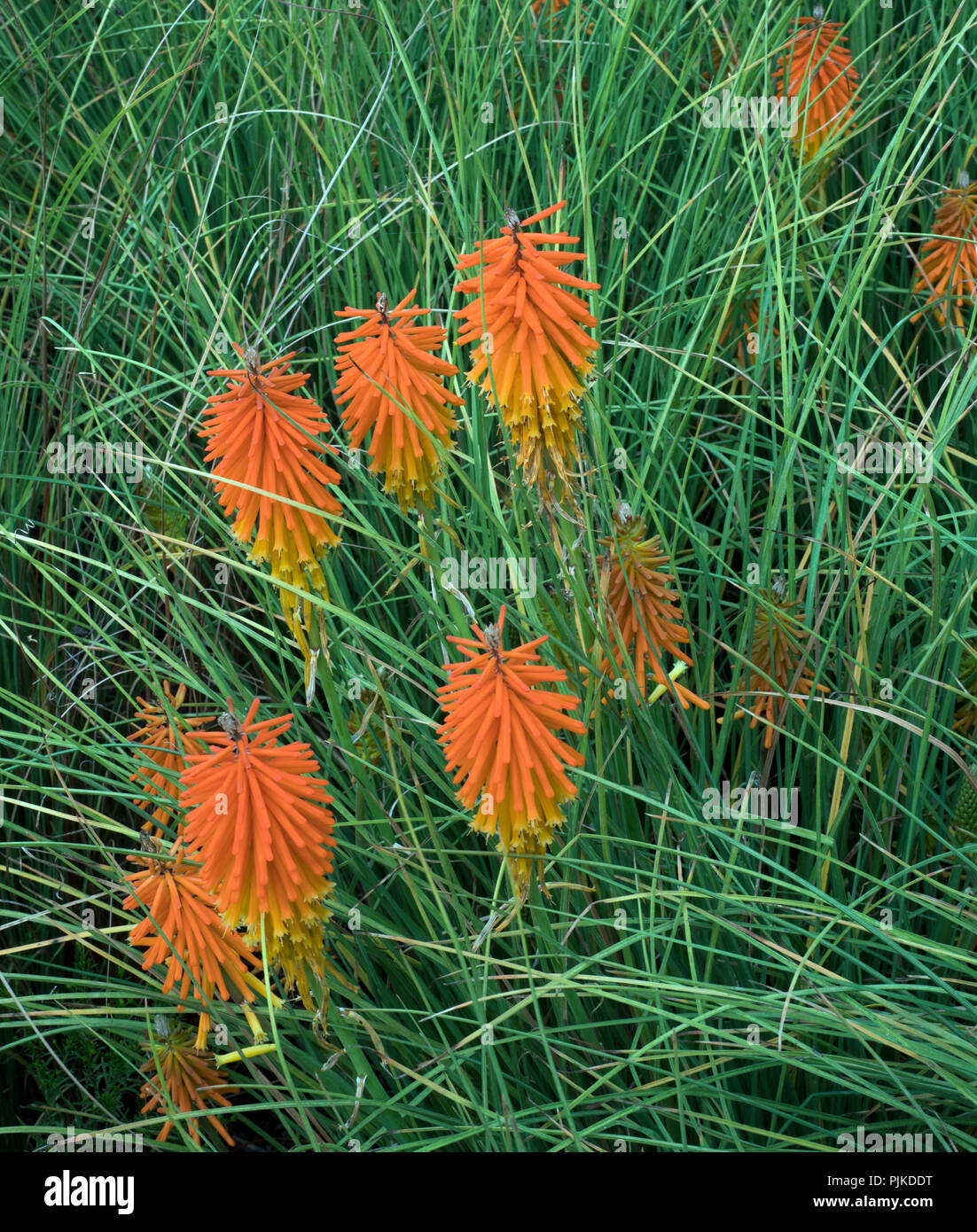 Kniphofia ‘Bressingham Comet’ Stock Photo