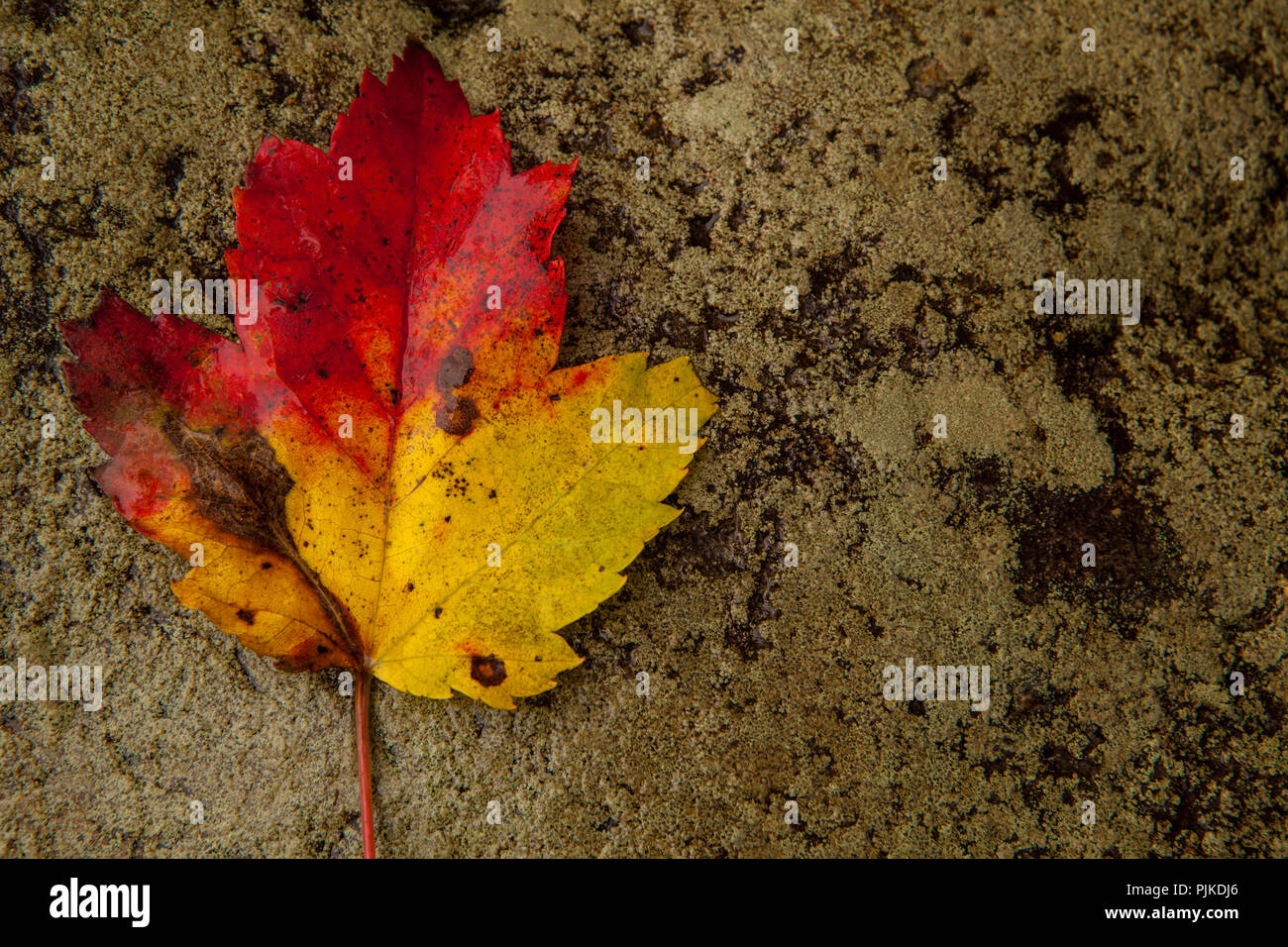 Herbstliches Laub Stock Photo