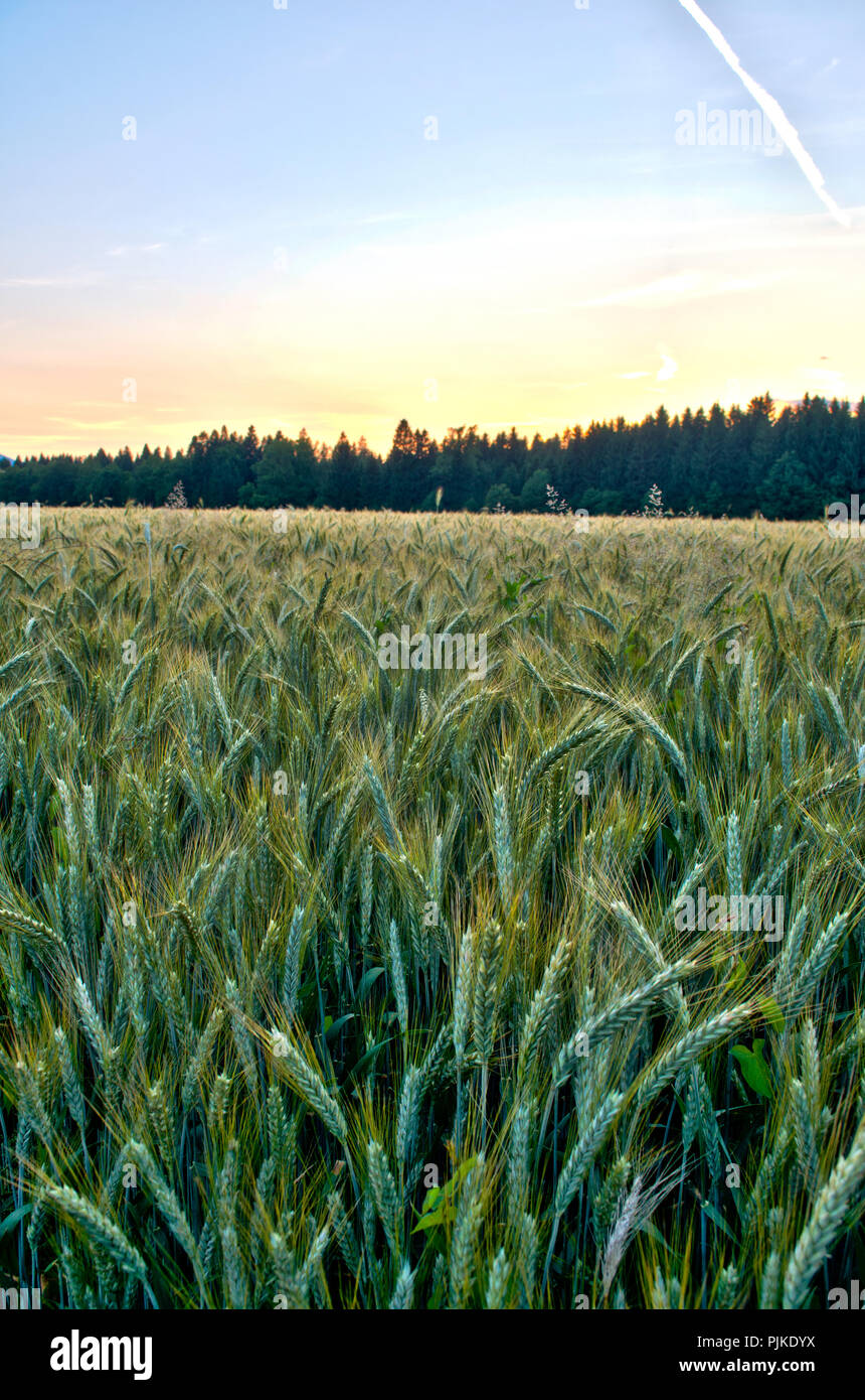Wheat field in early summer with forest in background Stock Photo - Alamy