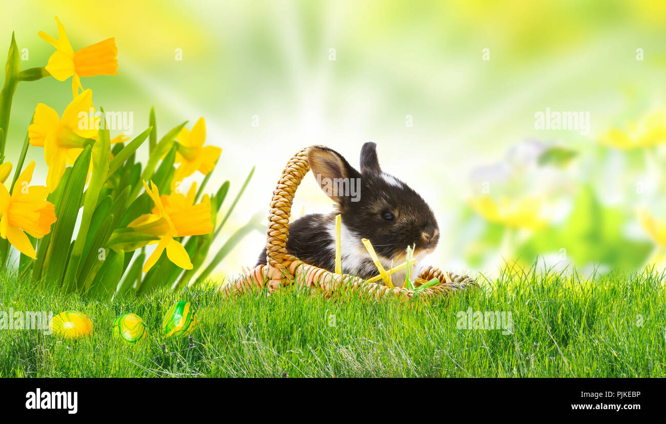 Easter bunny on Easter meadow, easter eggs and daffodils Stock Photo