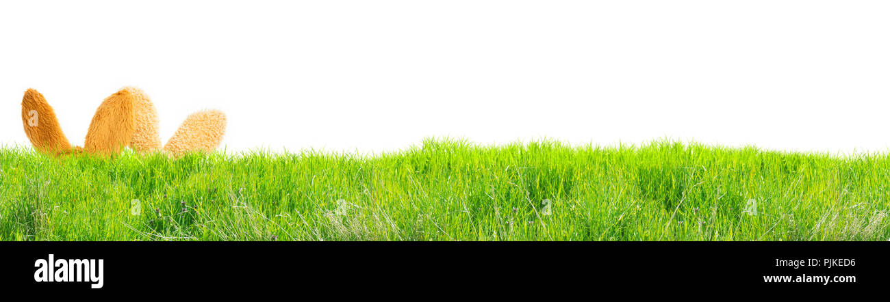 Greeting card Happy Easter, easter bunny hiding in the grass Stock Photo