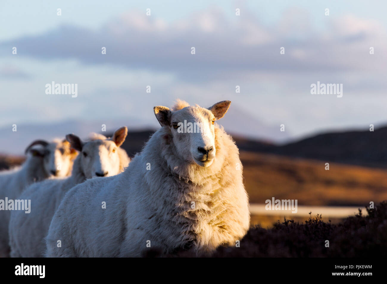 A few sheeps on the highway A836 in the scottish highlands Stock Photo