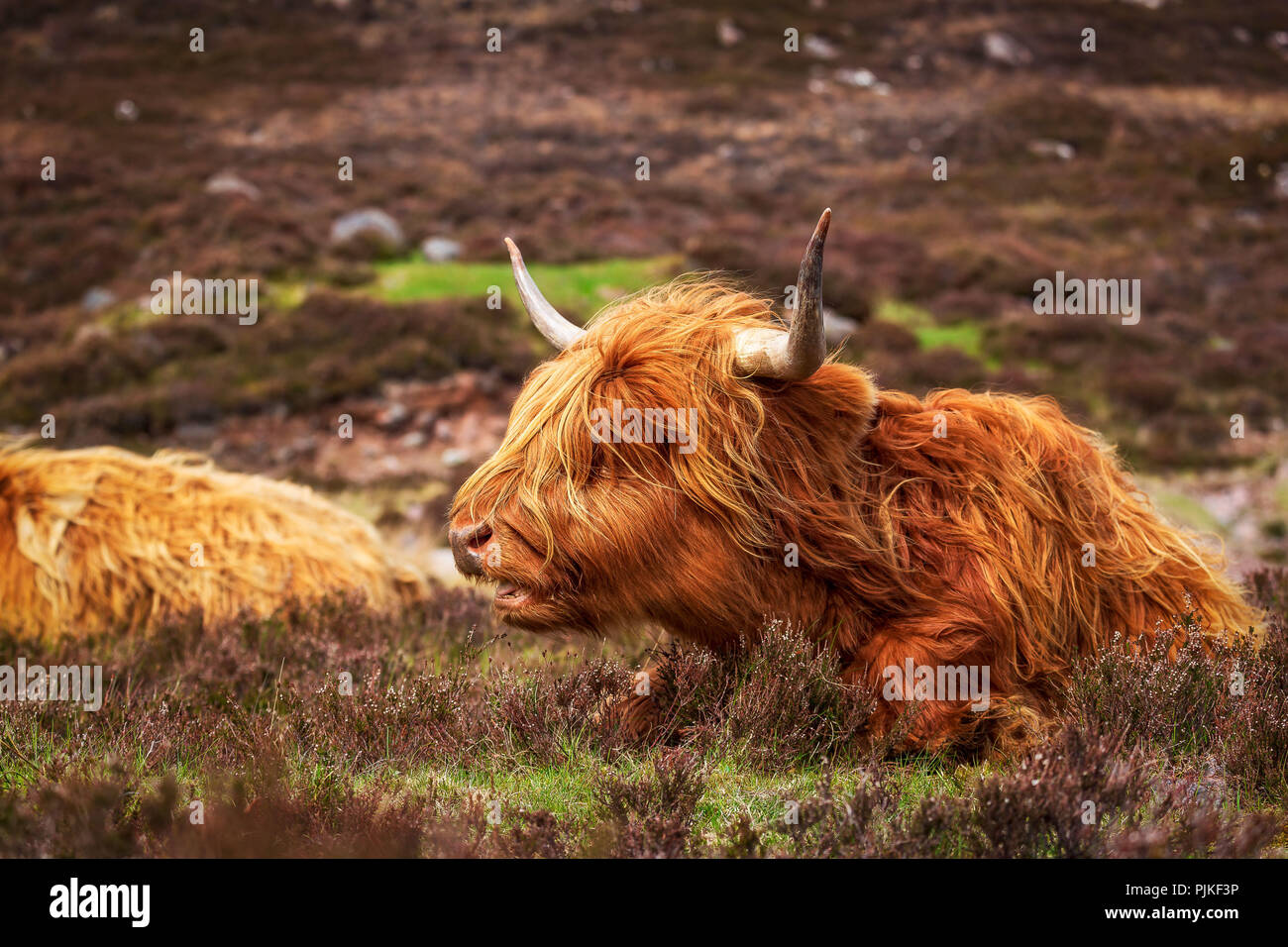 Highland cattle on the Applecross peninsula Stock Photo