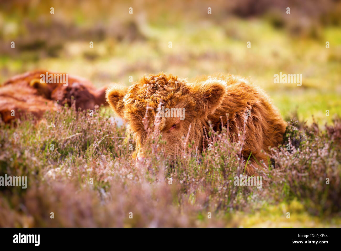 Highland cattle on the Applecross peninsula Stock Photo