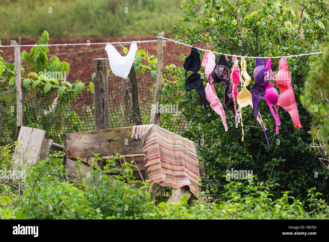 Cuba, Vinales Valley / Valle de Vinales, clothesline with colorful bras  Stock Photo - Alamy