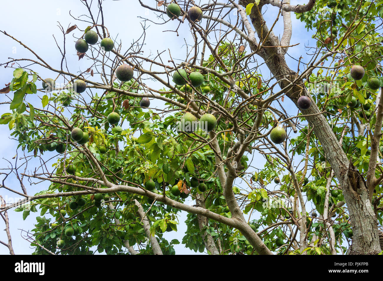 Black Sapote Stock Photos Black Sapote Stock Images Alamy