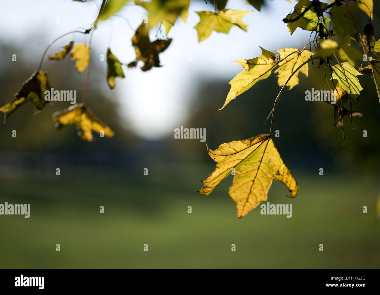 Autumn maple tree hi-res stock photography and images - Alamy