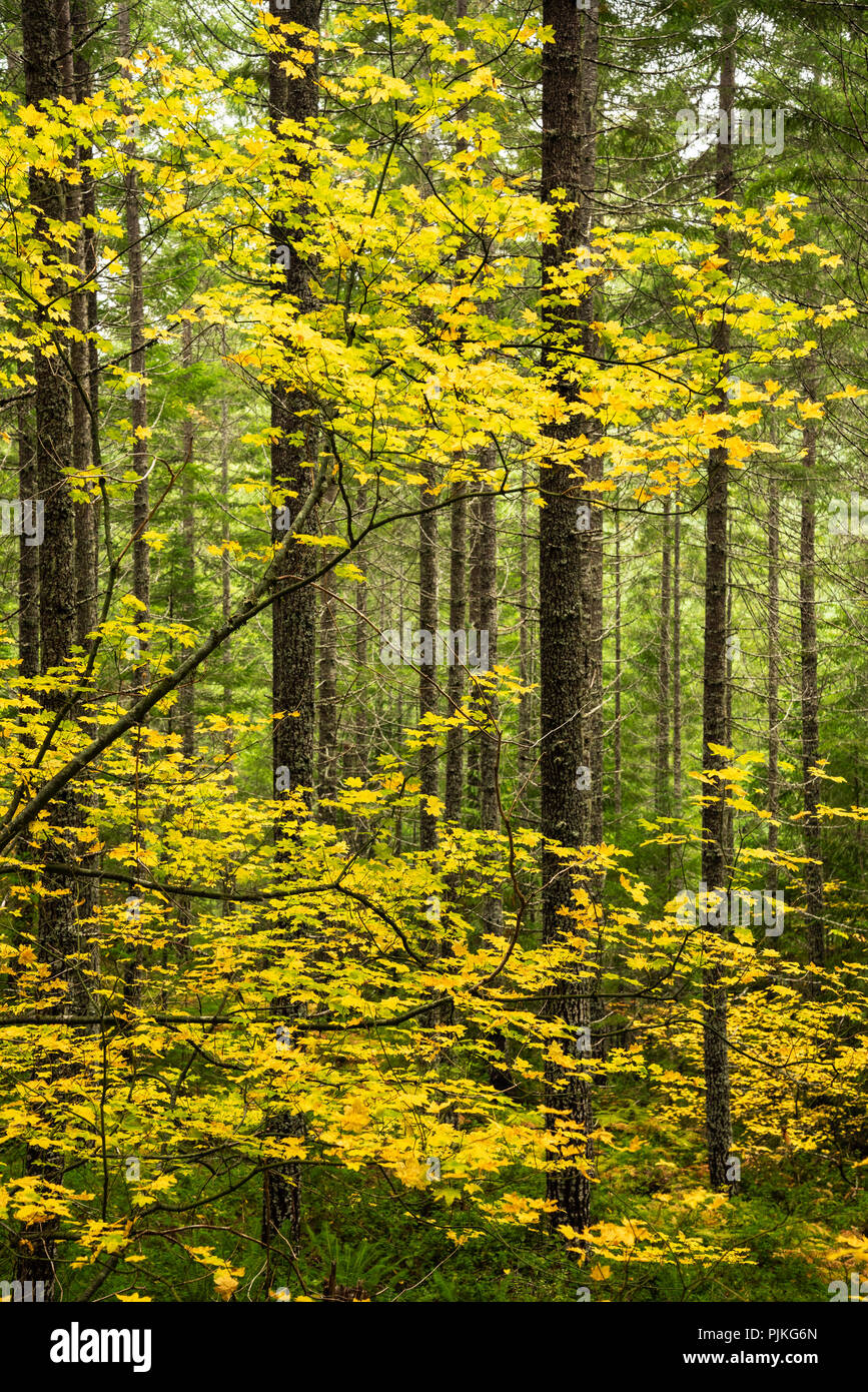 Vine maple in second growth forest, Hemlock Creek Trail #1505, Umpqua National Forest, Oregon. Stock Photo