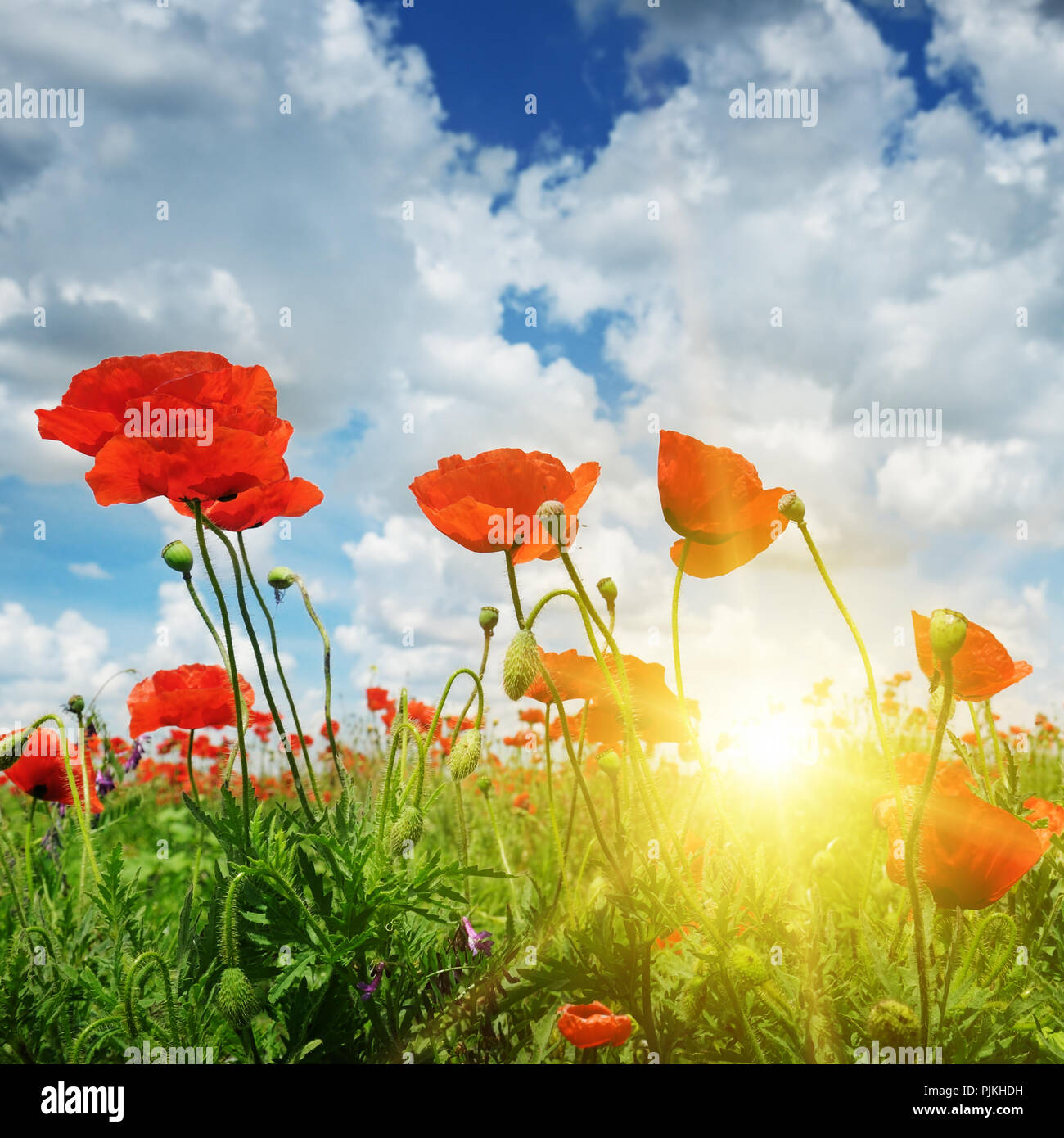 field with poppies and sun on blue sky Stock Photo - Alamy