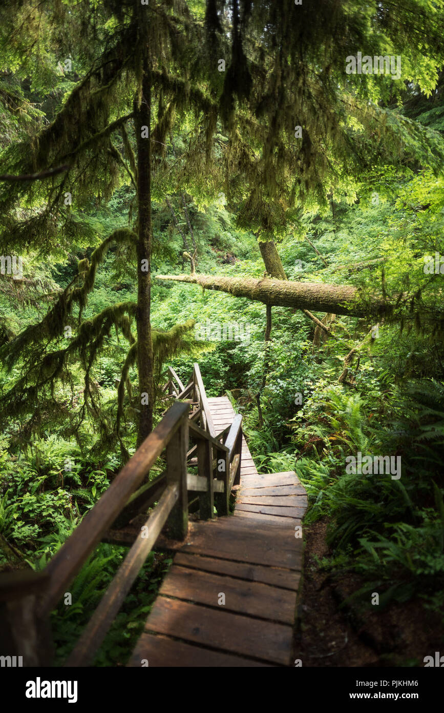 Schooner Cove Trail, Pacific Rim National Park, Vancouver Island, Canada Stock Photo