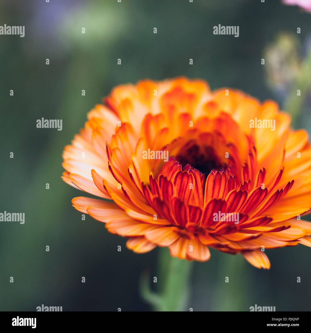 Blooming marigold in summer flower meadow, Stock Photo