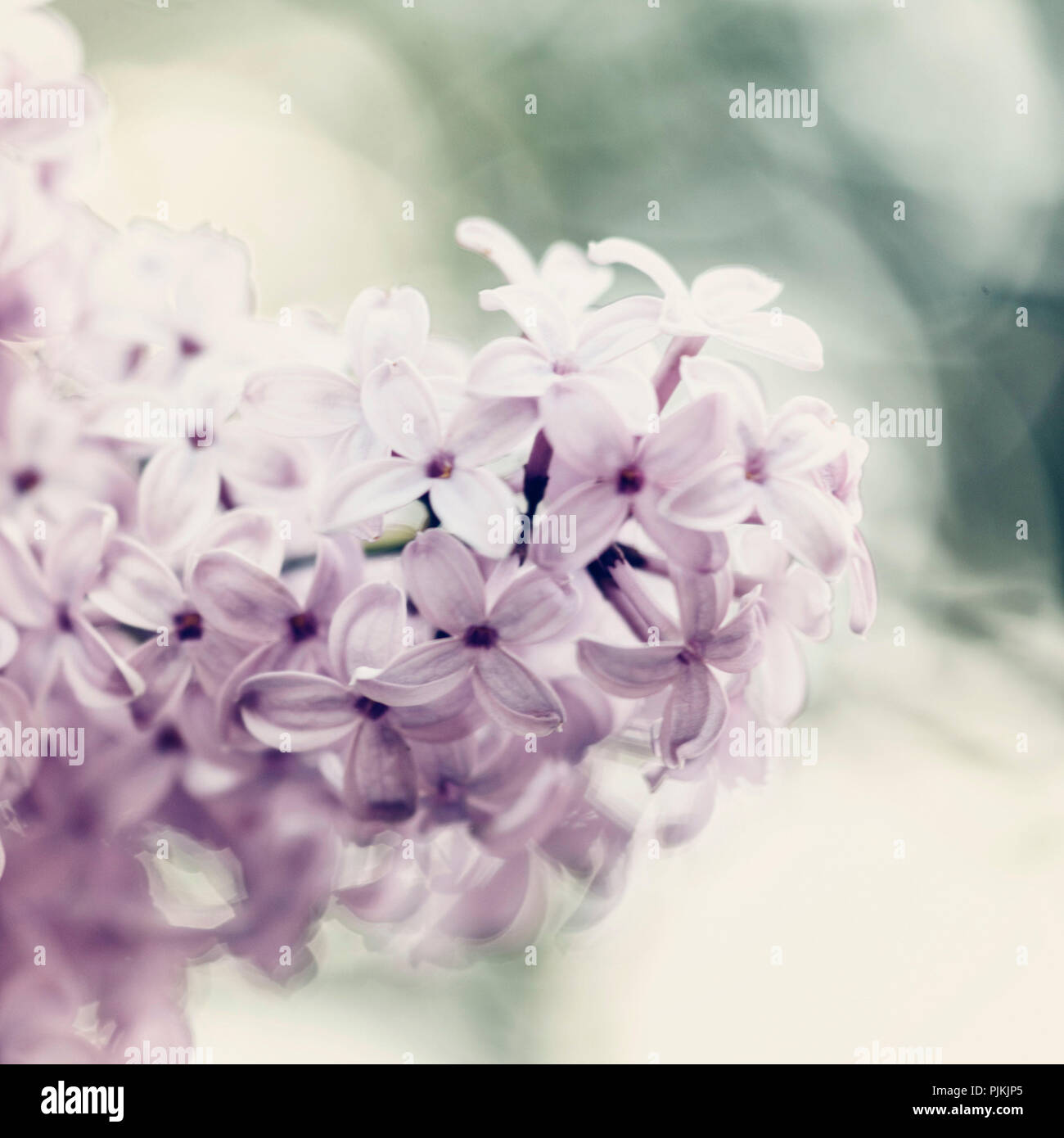 Fragrant blooming lilac in spring, Stock Photo