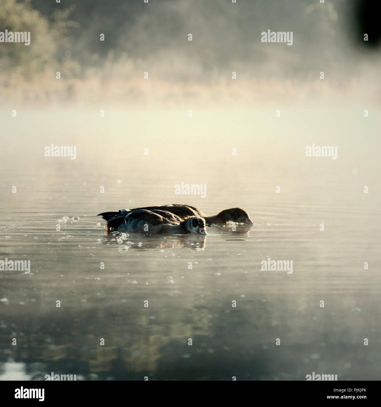 Two Nile geese swimming and eating on the Obersee in Bielefeld in the morning Stock Photo