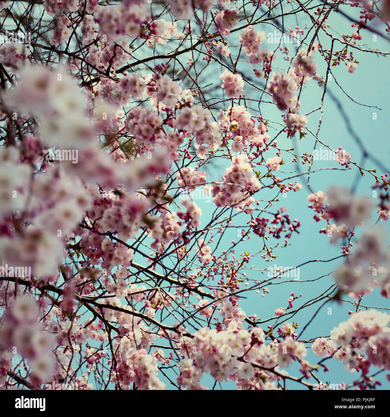 Cherry blossoms japanese hires stock photography and images Alamy