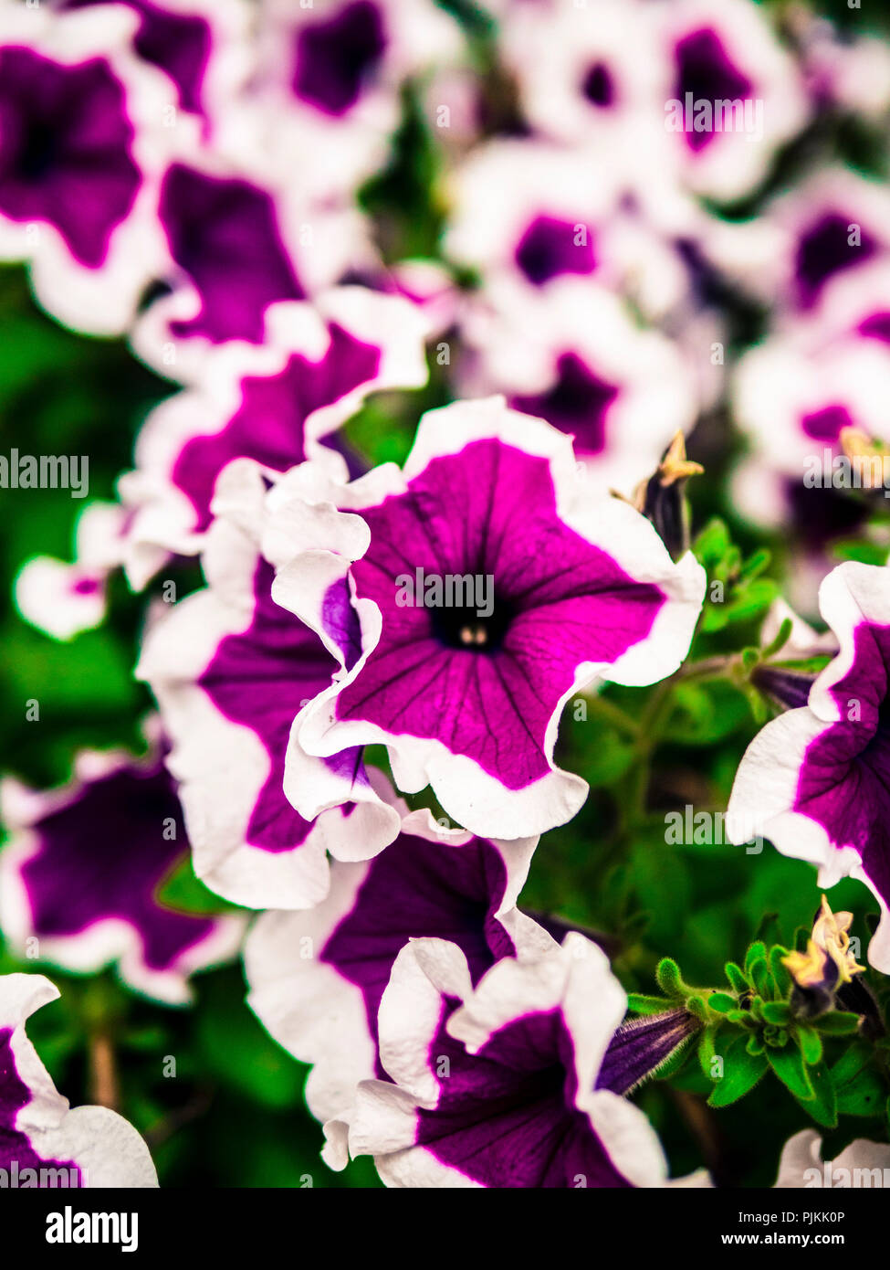 Purple garden flowerbed hi-res stock photography and images - Alamy