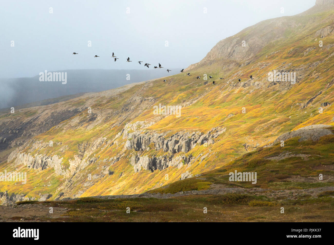 Iceland, flying geese in front of a colored mountain slope, autumn colors, light and shadow, Stock Photo