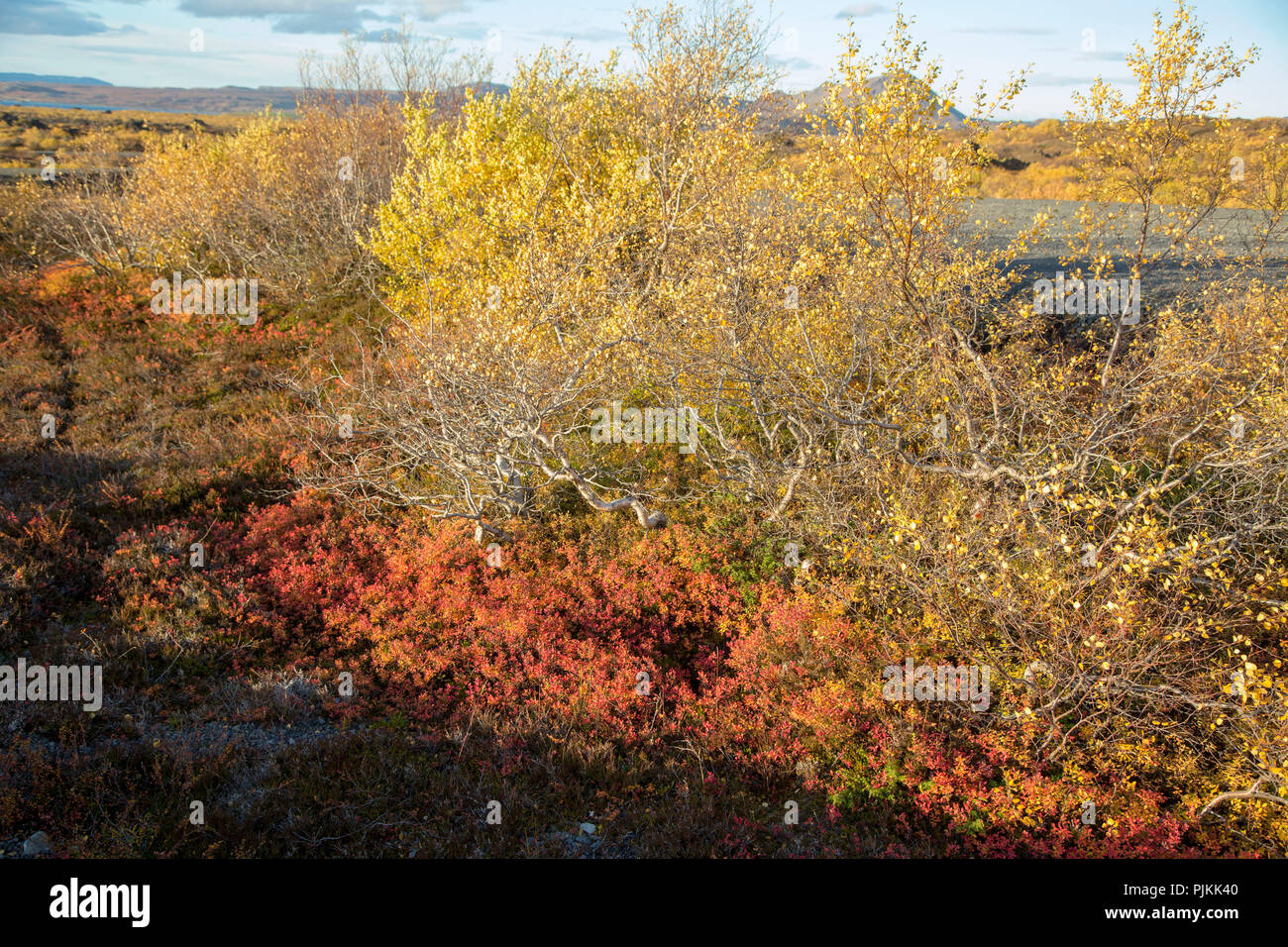 Iceland, Myvatn, Dimmuborgir lava field, pseudo craters, autumn leaves, birch and blueberries, Stock Photo
