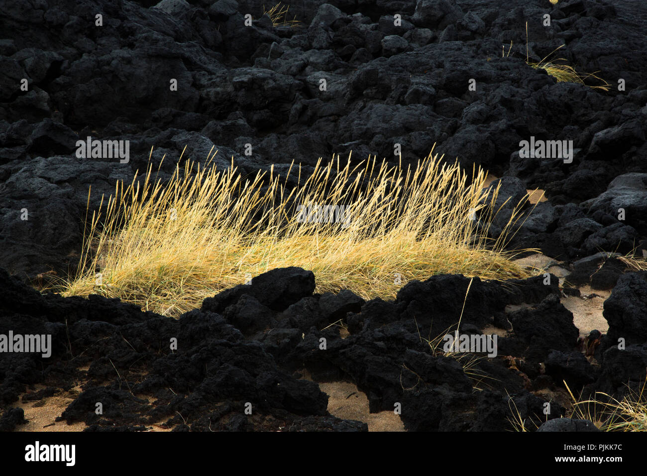Iceland, Snaefellsnes peninsula, yellow beach grass in black lava Stock Photo