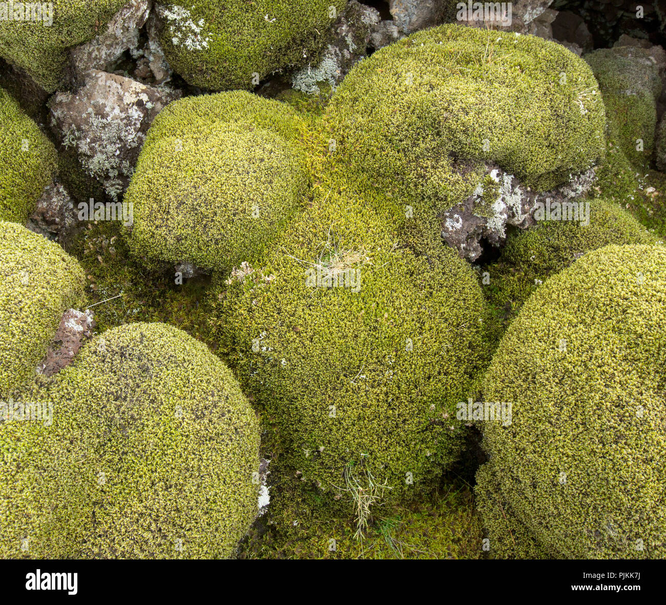 Iceland Moss Covered Lava Rocks Pillow Shaped Stock Photo