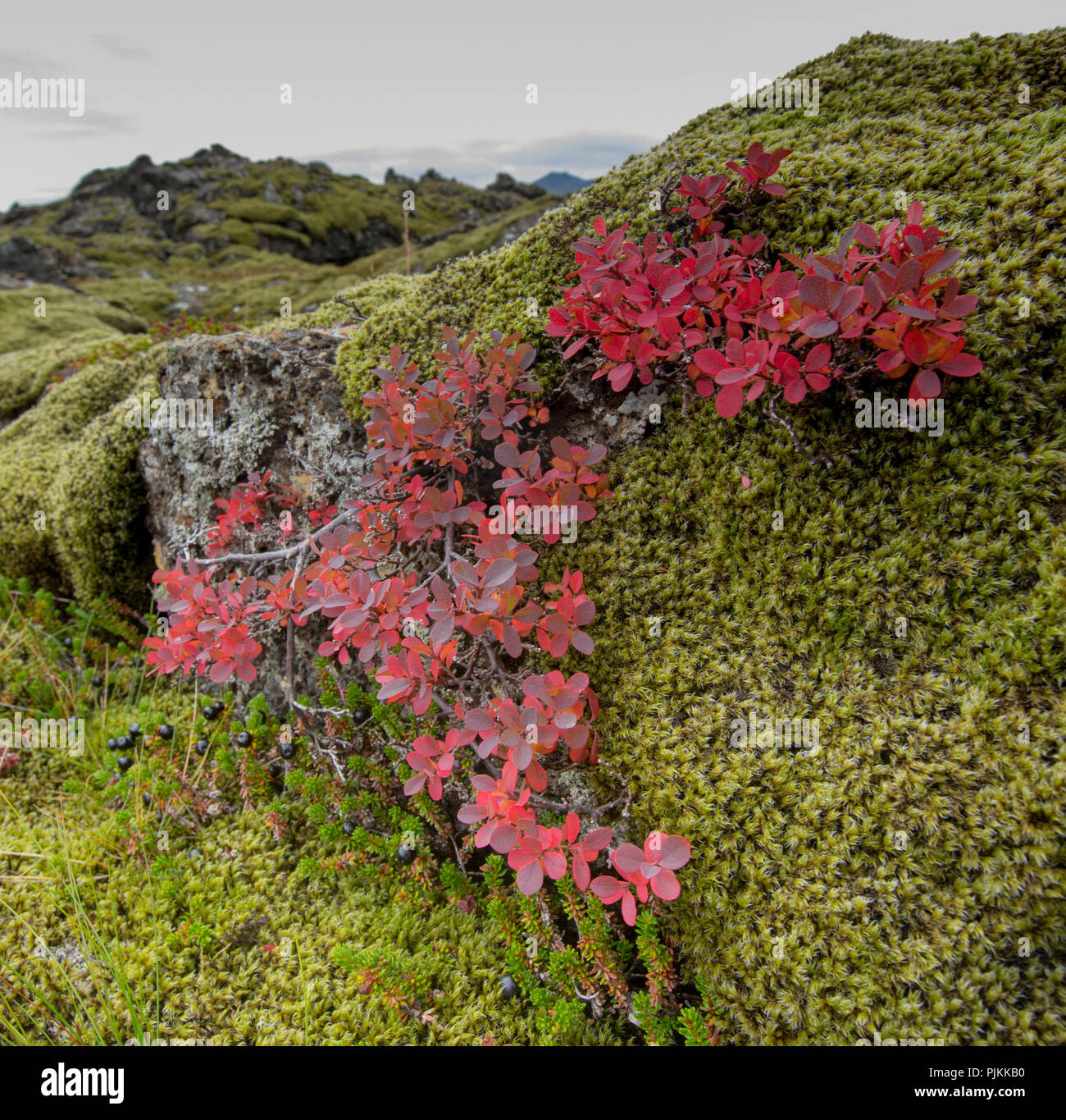 Iceland, moss-covered lava rocks, pillow-shaped, face in moss, red blueberry foliage Stock Photo