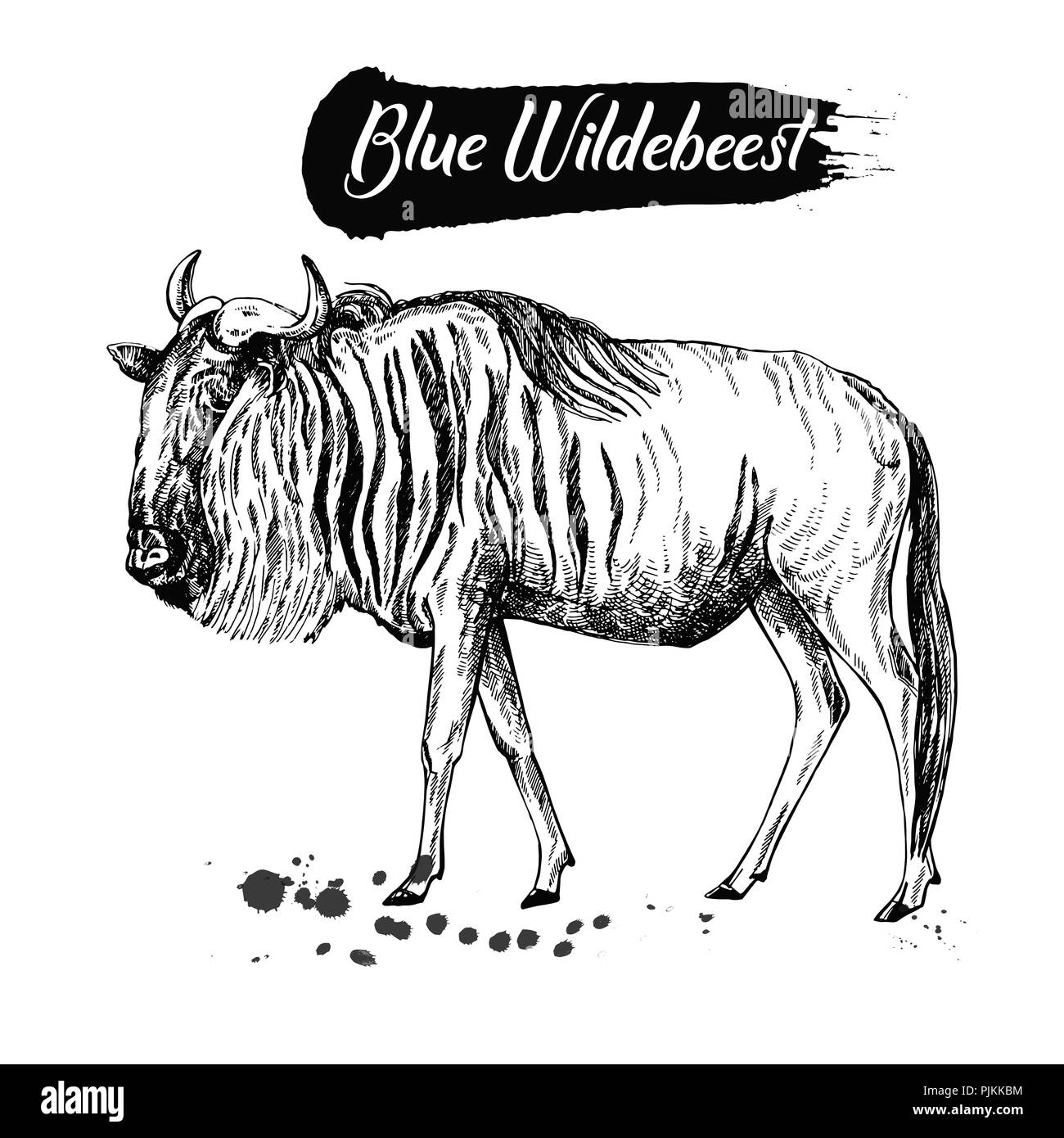 Hand drawn sketch style wildebeest isolated on white background. Vector illustration. Stock Vector