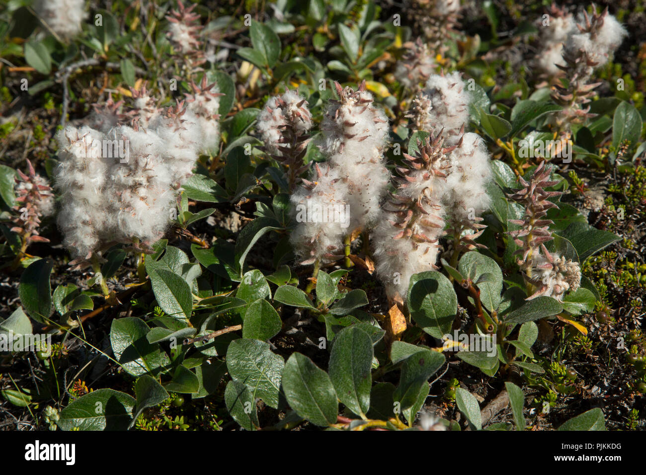 Arctic willow, Salix arctica Stock Photo