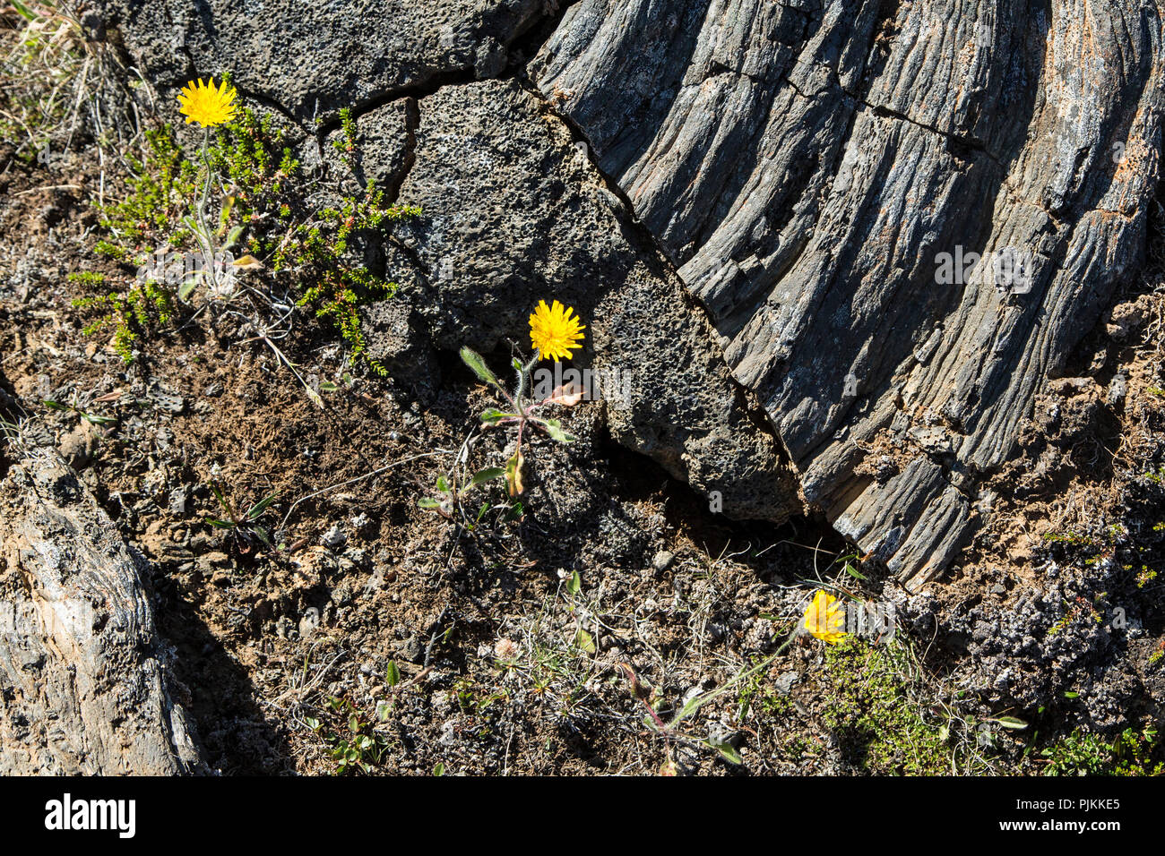 Lava rock with hawkweed, Hieracium, flowering Stock Photo