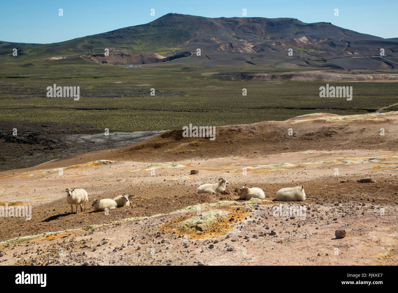Iceland, sheep at the colored slopes at the volcano Leirhnjúkur in Krafla district, mineral springs, blue sky Stock Photo