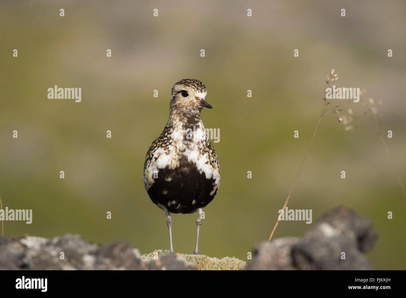 Iceland, golden plover, pluvialis apricaria, watchful Stock Photo