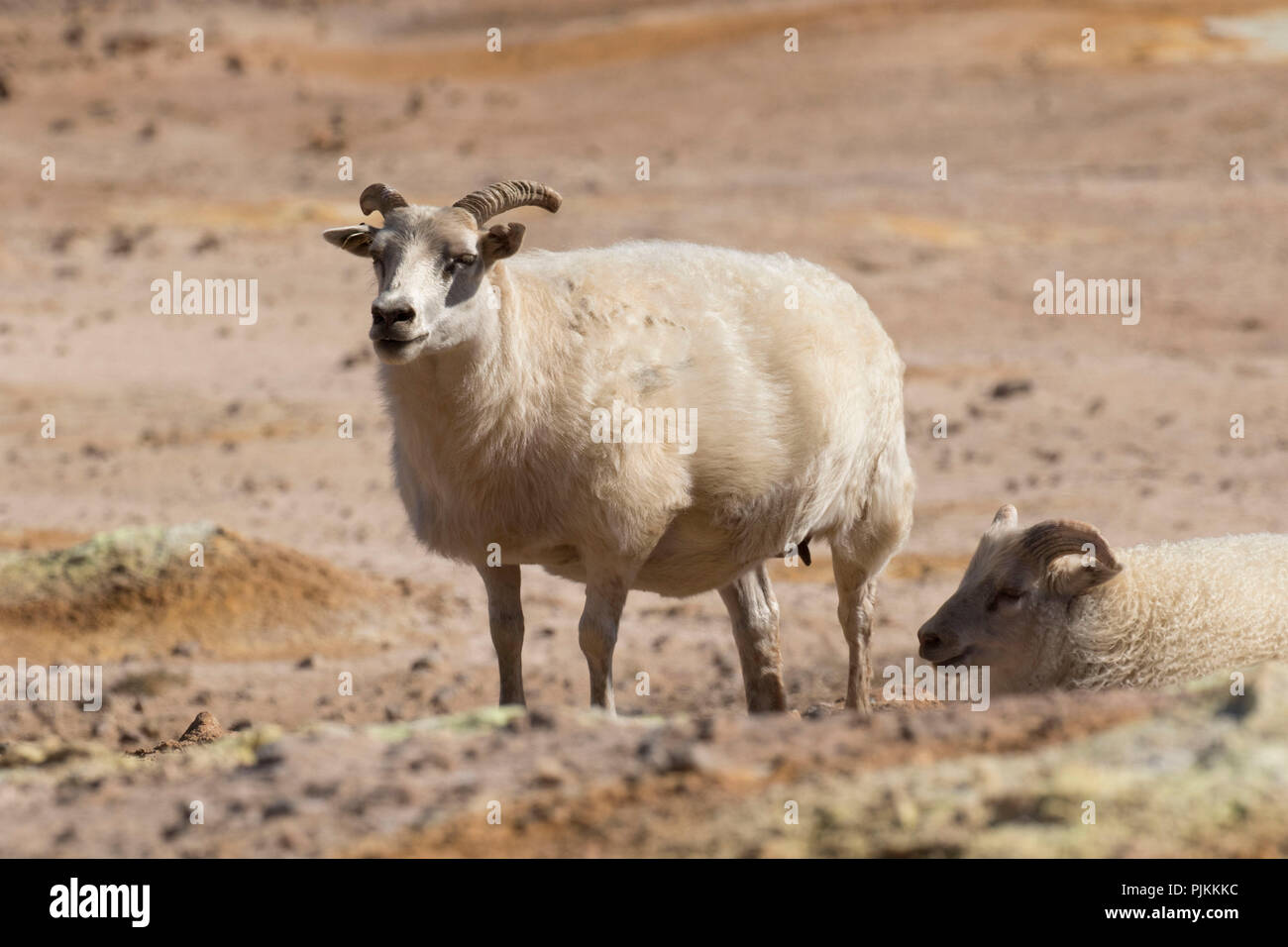Iceland, Krafla area, sheep on hanging, lava landscape, ewe with young Stock Photo