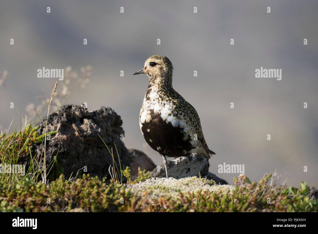 Iceland, golden plover, pluvialis apricaria, watchful Stock Photo