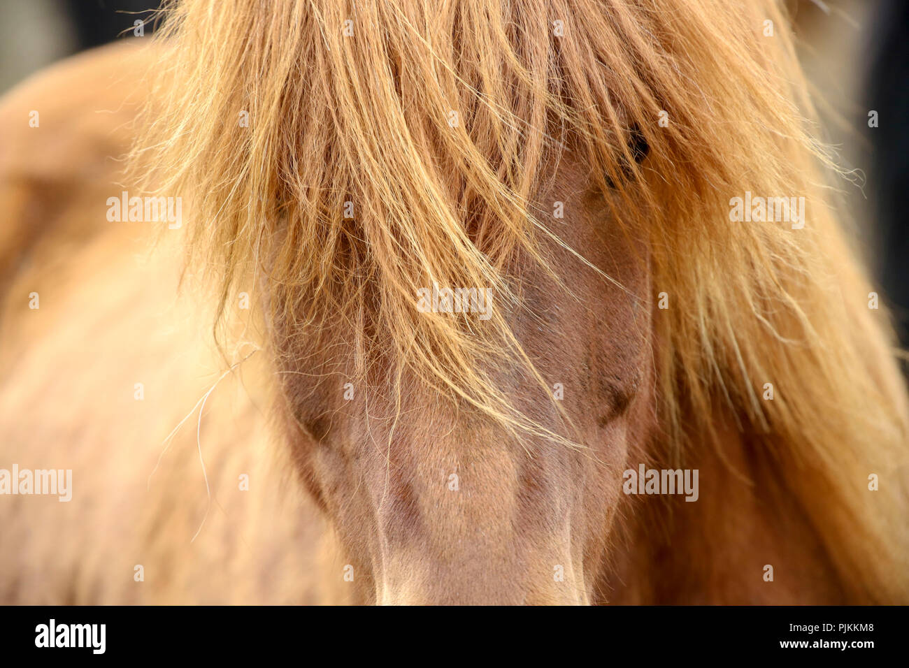 Iceland, brown Icelandic horse, close-up from the front Stock Photo