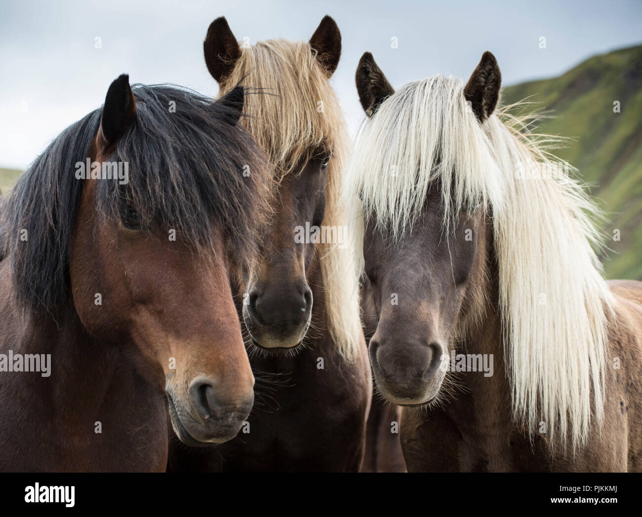 Three icelandic horses in front of mountain hi-res stock photography ...