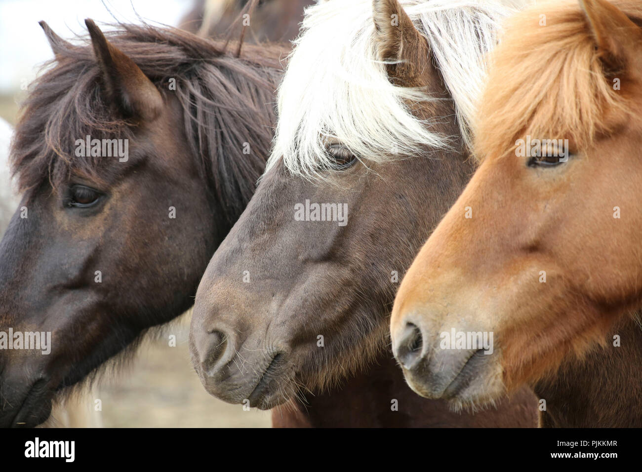 Iceland, three Icelandic horses in a row, different colors Stock Photo