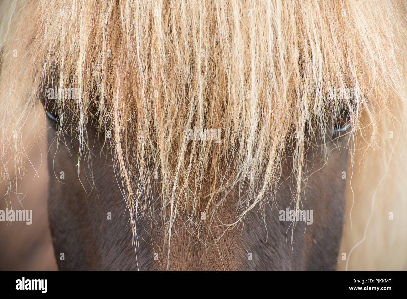 Iceland, brown Icelandic horse, close-up from the front, bright mane Stock Photo