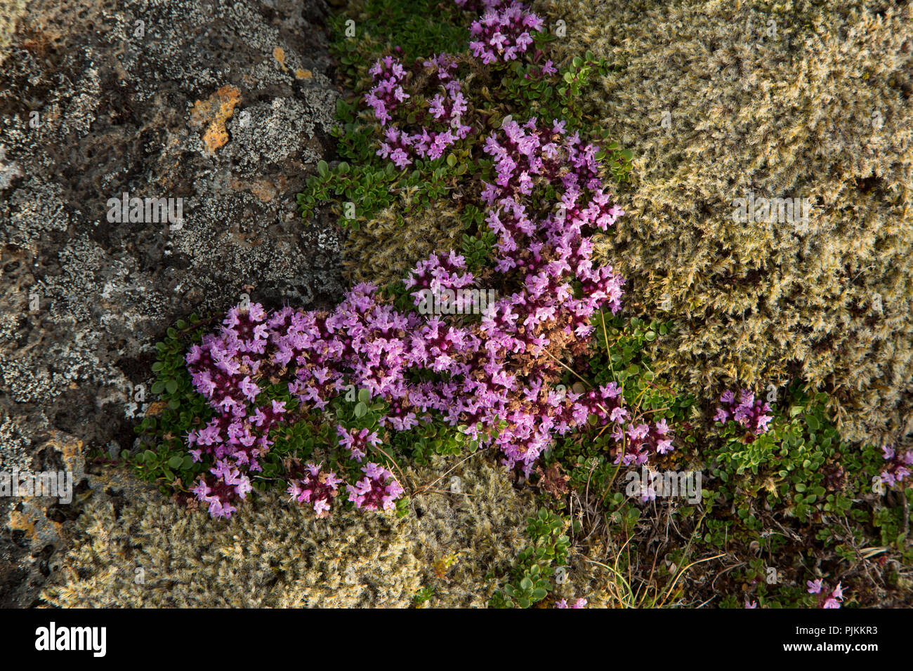 Iceland, Arctic Thyme, Thymus praecox ssp. arcticus, arctic thyme Stock Photo