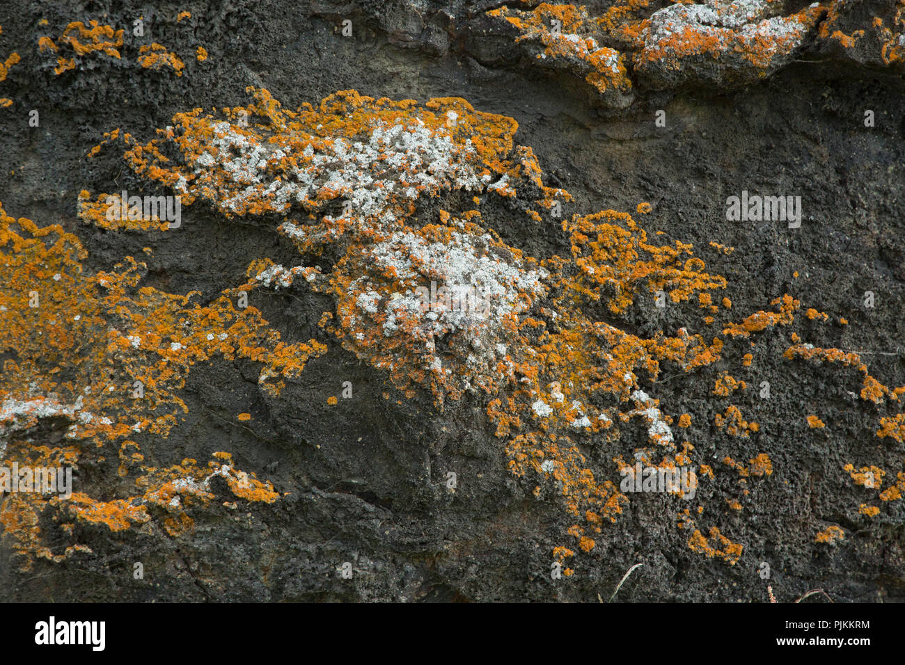 Iceland, Myvatn region, yellow and white lichen on black lava Stock Photo
