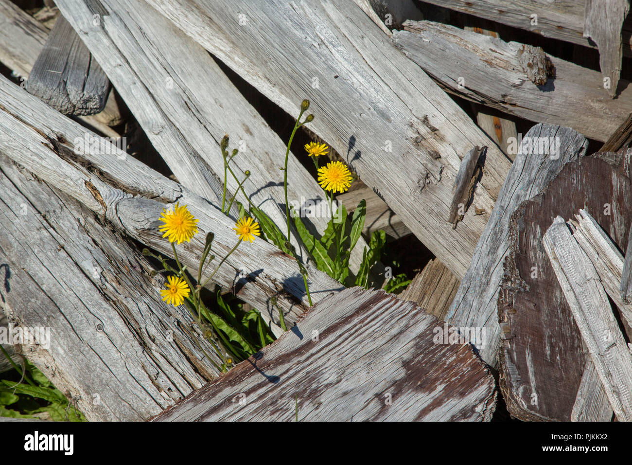 Iceland, Blossoming arnica in driftwood, Arnica montana Stock Photo