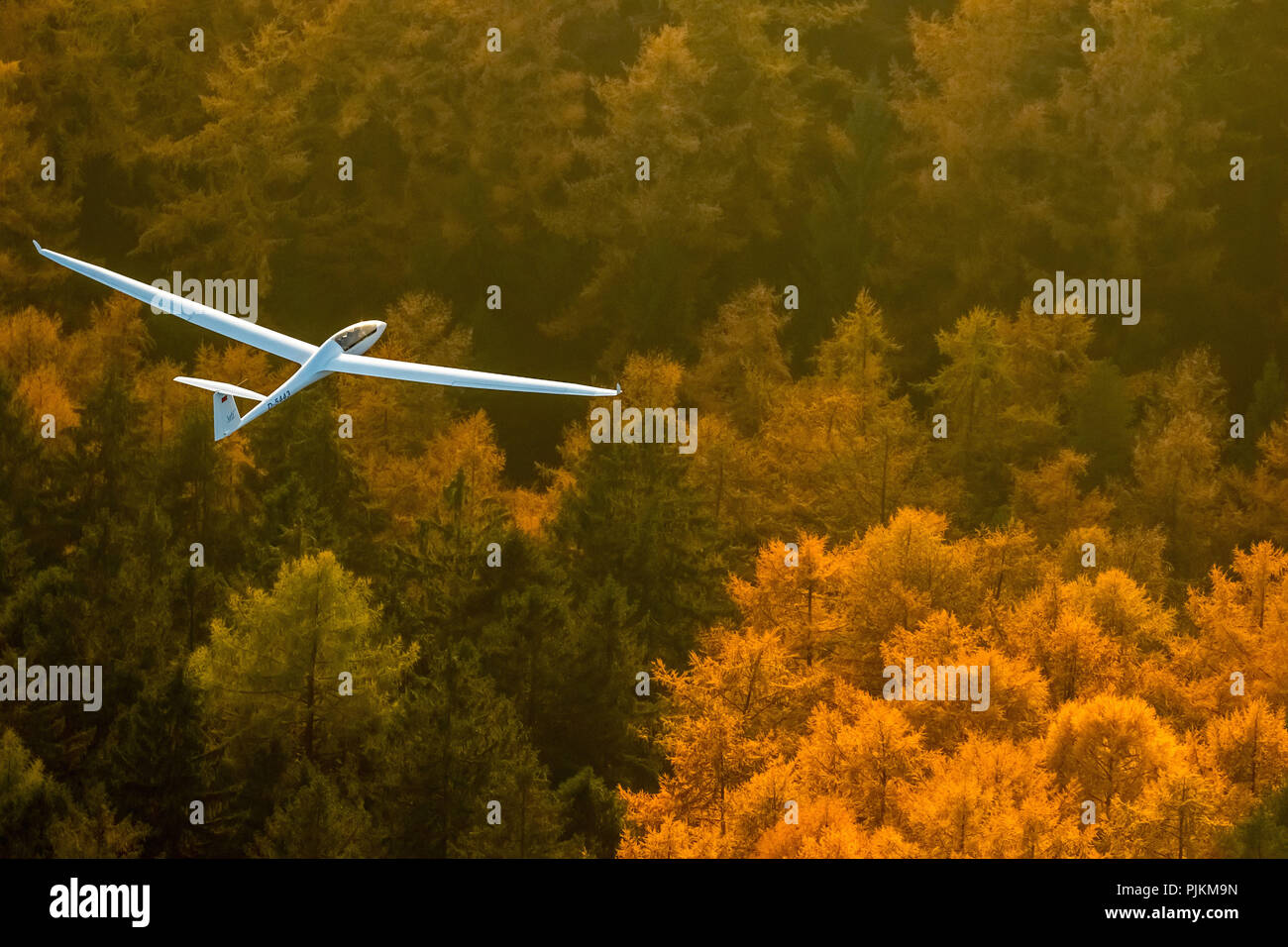 Duo Discus D-5443 from the LSC Oeventrop eV over the autumn woods of Oeventrop, glider double seater from Schempp-Hirth, Arnsberg, Ruhr area, North Rhine-Westphalia, Germany Stock Photo